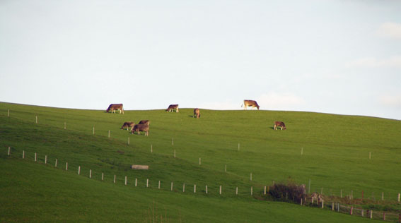 Vieh in Appenzell