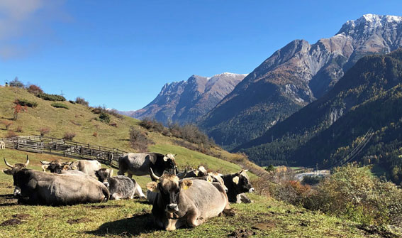 Scuol - Sent